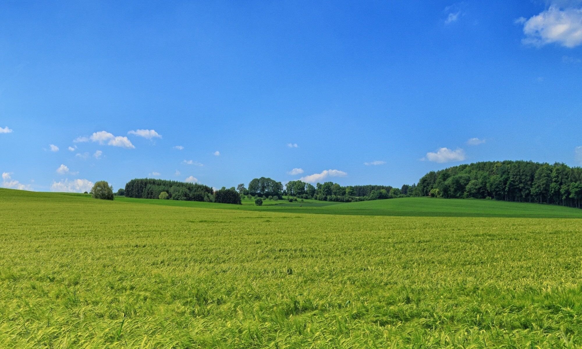 Bezglutenowe